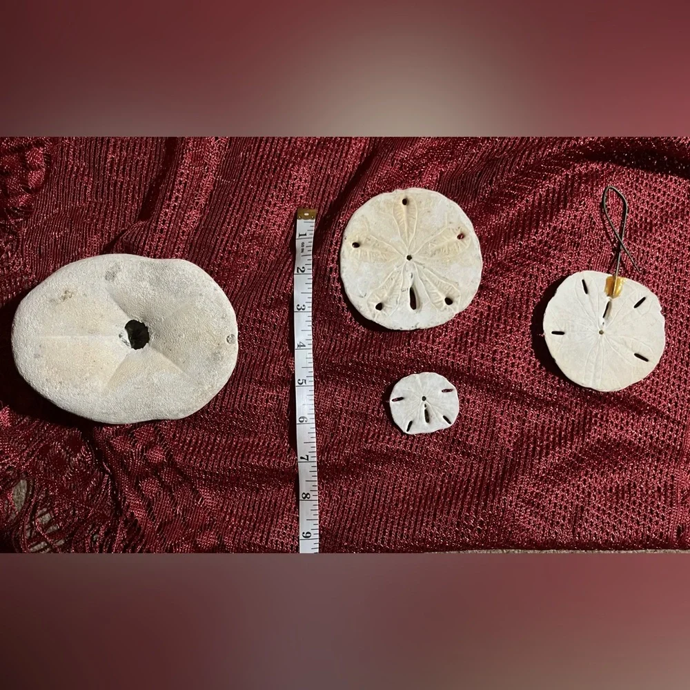 Collection of  Sand Dollars - Picture 9 of 10